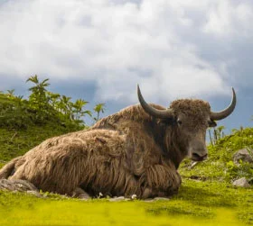 Arunachal travel packages from Kochi
