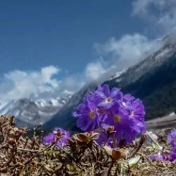 Trusted North Sikkim Travel Agency in Bagdogra
