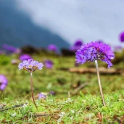North Sikkim Tour Packages from Bagdogra