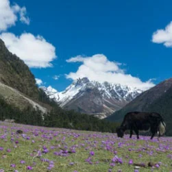 7 Nights 8 Days North Sikkim tour from Bagdogra