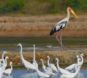 Arunachal pradesh package tour from Nashik