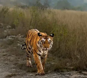 Arunachal package tour from Nashik