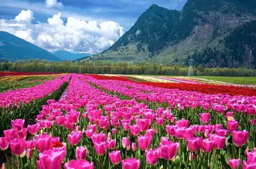 Tulip Festival Special Kashmir Package Tour from Srinagar