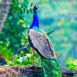 Dooars package tour booking from NJP Station