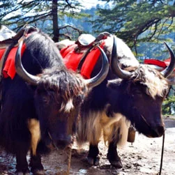Himachal Honeymoon Tour Packages from Abu Dhabi