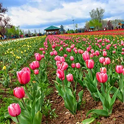Kashmir Tulip Festival Package With Gulmarg & Pahalgam