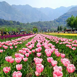 Kashmir Tulip Festival Package 12 Nights / 13 Days