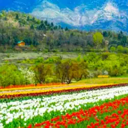 Tulip Festival Kashmir package from Kolkata
