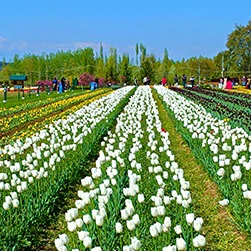 Kashmir Tulip Festival special package for couples