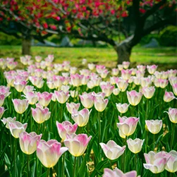 Kashmir Tulip Festival Group Tour