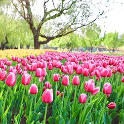 Kashmir Tulip Festival + Gulmarg + Sonamarg package