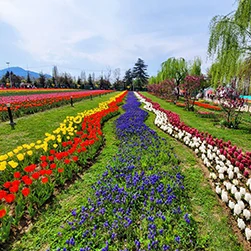 Kashmir Tulip Festival all inclusive package