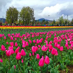 Tulip Festival Special Kashmir Package From Kolkata