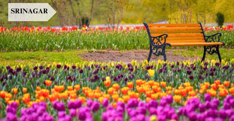 Kashmir Offbeat Packages for Family