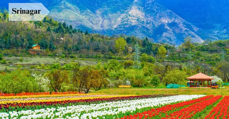 Kashmir package tour from Ahmedabad