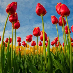 Kashmir tour package booking from Pune