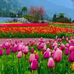 kashmir package tour from Kolkata