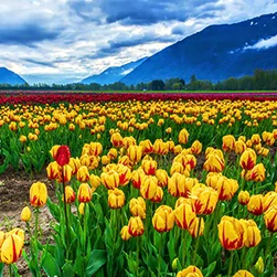 kashmir package tour cost from Kolkata