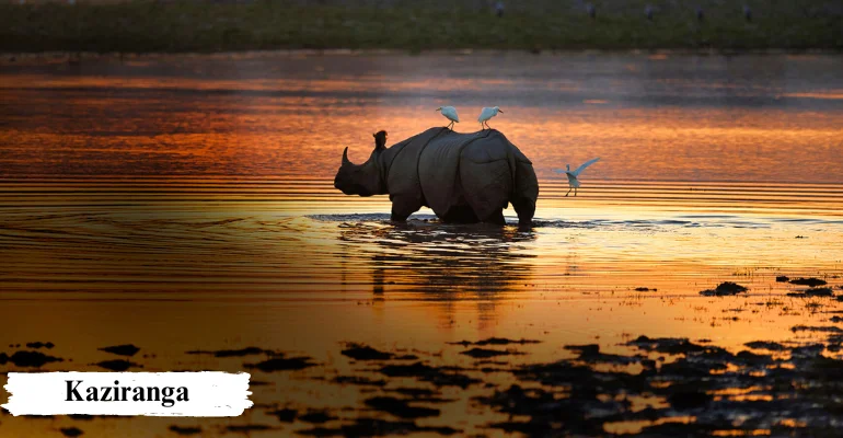 Kaziranga Shillong Cherrapunji Package Tour from Guwahati