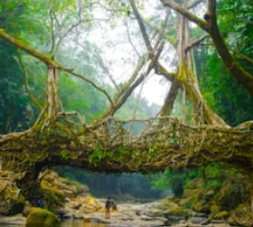 Kaziranga Shillong Cherrapunji trip from Guwahati