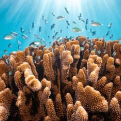 Lakshadweep Tour from Ahmedabad with Flight