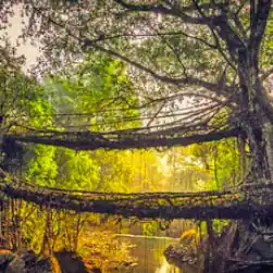 North East package tour from Patna