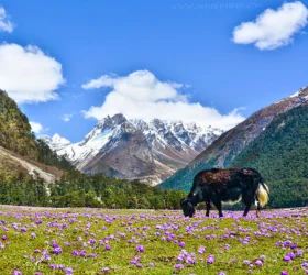 Sikkim Gangtok holiday packages