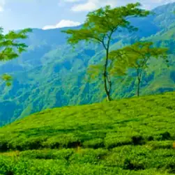Sikkim Darjeeling Package Tour Cost from Mumbai