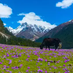 Sikkim Darjeeling Tour Package Plan from Mumbai