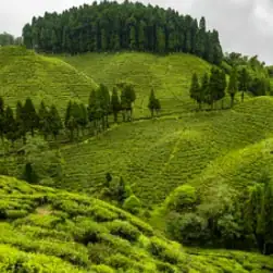 Sikkim Darjeeling Package Tour Holidays from Mumbai