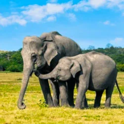 Sri Lanka packages from Mumbai