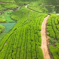 Sri Lanka package tour cost from Mumbai