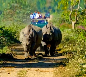 Kaziranga Jeep Safari Package Tour From Pune