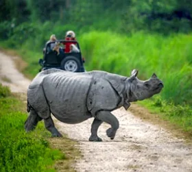 Kaziranga Elephant Safari Tour Packages From Pune