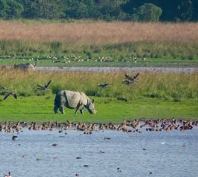 Kaziranga Package Tour From Pune with Elephant Safari