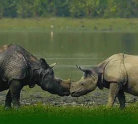 Kaziranga Package Tour From Pune with Elephant Safari