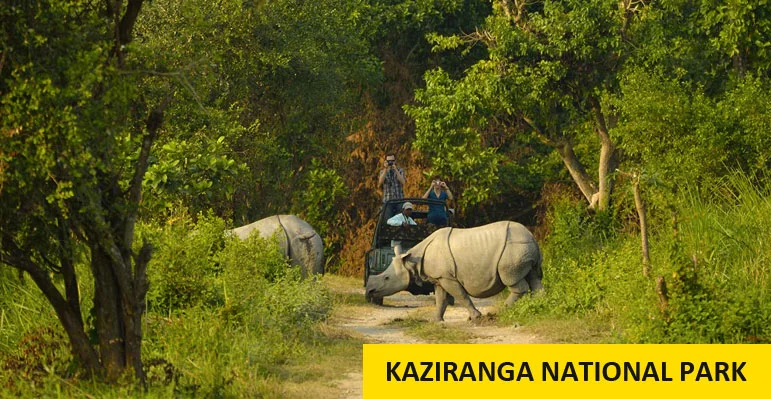 Kaziranga Tour Package From Pune with Elephant Safari