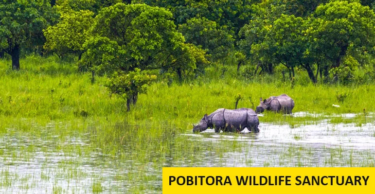 Kaziranga Elephant Safari Tour Packages