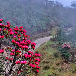 Sandakphu Land Rover Package Tour Itinerary