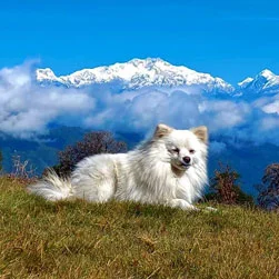 Sandakphu Land Rover Package Tour Booking from Delhi