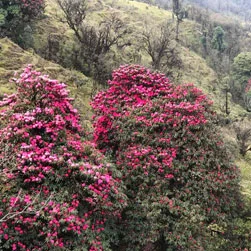 Best Sandakphu Tour Packages From Delhi