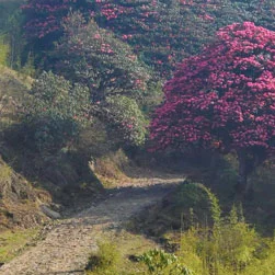 Sandakphu Phalut Land Rover Tour from Delhi