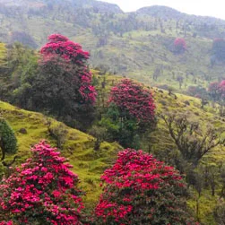 Sandakphu Land Rover Package Tour